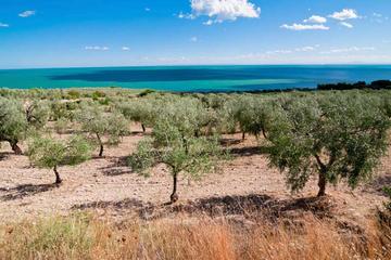 4-days Puglia Harvest and Wine Tour