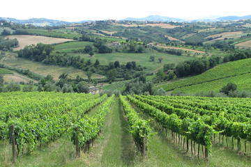 From Bologna: Wine Tasting and Vineyard Tour