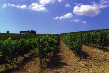 Wine Tasting Tour in the Umbrian Hills with Lunch