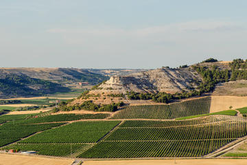 Winery Tour and tasting in Valladolid