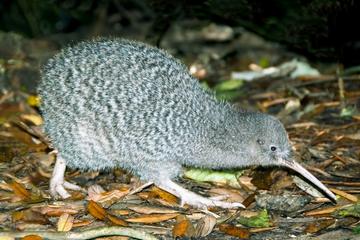 Overnight Kiwi Spotting Tour on Kapiti Island