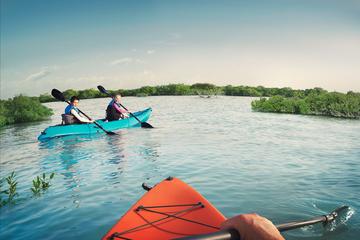 Abu Dhabi Eastern Mangroves Guided Kayaking Tour