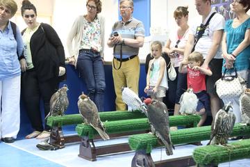 Abu Dhabi Falcon Hospital: 2-Hour Tour