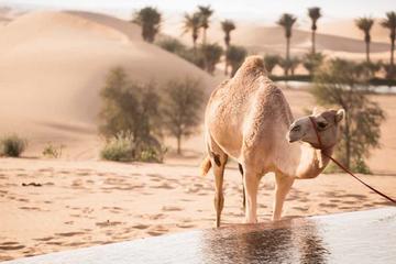 Zamal Lawal Village Heritage Tour from Abu Dhabi - Live a Day in Bedouin Style