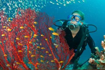 PADI Open Water Scuba Diving Course in Bayahibe