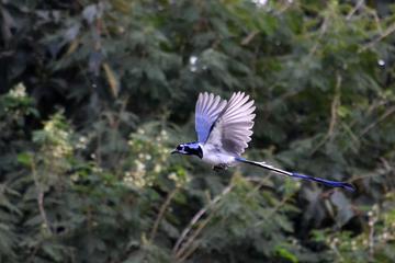 Private Tour: Bird Watching and Hiking in the Sierra Madre Mountains from Mazatlan