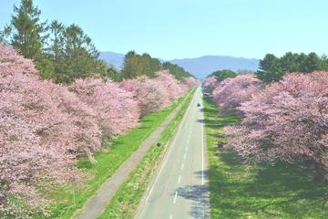 Cherry Blossom: Experience Sapporo including Shizunai Nijukken Rd. Flower Viewing