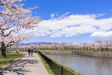 Cherry Blossom: South Hokkaido Flower Viewing at Goryokaku and Matsumae Park