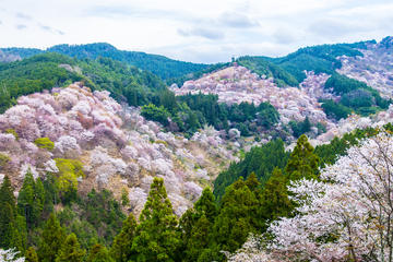 Cherry Blossoms: Day Trip to Mt Yoshino and Asuka Village from Nagoya