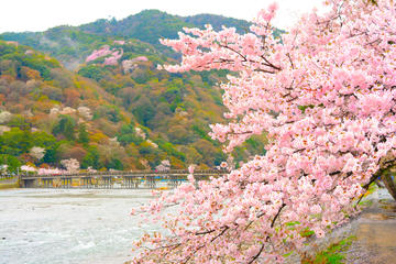 Cherry Blossoms in Kyoto: 7 Famous Spots including Arashiyama in 1Day from Osaka
