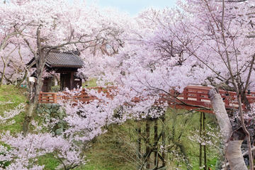 Cherry Blossoms in Nagano: Day Trip to Takato Joshi Park from Nagoya