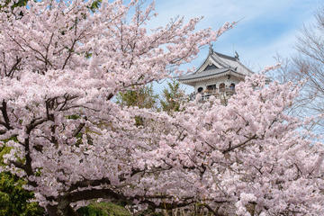 Cherry Blossoms in Shiga: Day Trip including Strawberry Picking from Osaka