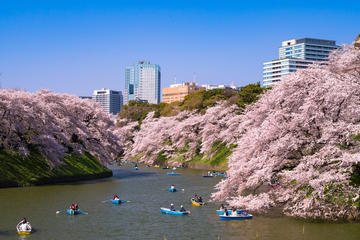 Cherry Blossoms: Tokyo Full Day with Buffet Lunch