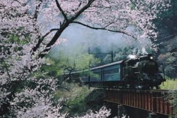 Day Trip to Experience the Steam Locomotive Train and Cherry Blossom Viewing from Tokyo