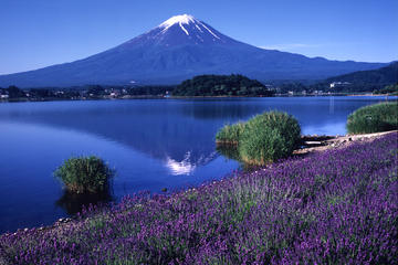Day Trip to Herb Festival and Herb Garden in Yamanashi including Peach and Cherry Tasting