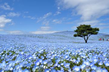 Day Trip to Hitachi Seaside Park and Ashikaga Flower Park from Tokyo