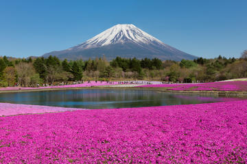 Day Trip to Mt Fuji: Shibazakura and Tulips Festivals from Tokyo
