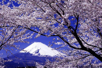 Day Trip To Yamanashi Prefecture Including Wine and Fruit Tasting from Tokyo