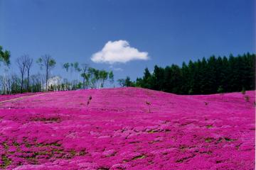 Shibazakura Takinoue and Tulip Park from Sapporo with Lunch