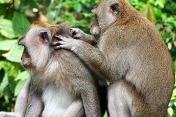 Private Tour: Ubud Highlights with Sacred Monkey Forest Sanctuary