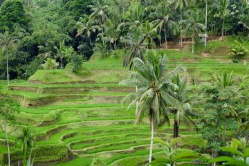 Private Ubud Tour with Uluwatu Sunset
