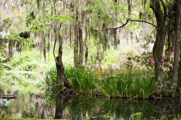 Day Trip Private Budding Photographer Tour from Charleston near Charleston, South Carolina 