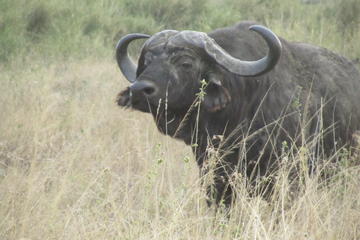 5-Day Safari: Lake Manyara, Serengeti and Ngorrongoro Crater from Arusha