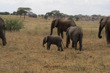 6-Day Camping Safari: Lake Manyara Serengeti Ngorongoro Cater and Tarangire National Park from Arusha