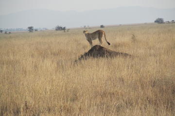 7-Day Family Tour: Northern Tanzania from Arusha