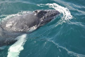 Samaná Whale Watching Excursion and Cayo Levantado Adventure from Punta Cana