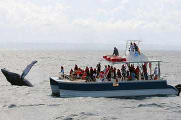 Samaná Whale Watching Excursion from Punta Cana