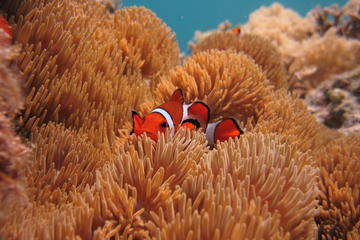 Two Tank Introductory Boat Diving Tour in Miyakojima