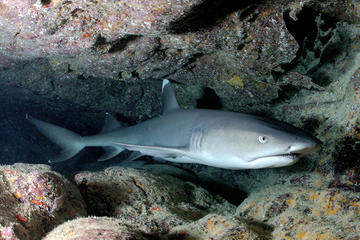 PADI Advanced Open Water Shark Diving from Candidasa