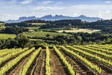 Private Tour: Three Wineries In A Day Plus Lunch