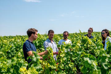 Small-Group Champagne Tour with Champagne Tastings and Lunch from Reims