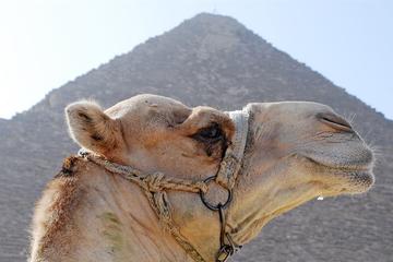 Private day tour to Cairo From Alexandria with guide