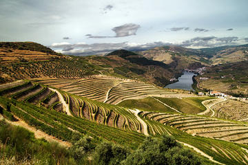 Private Tour: Douro Vinhateiro from Porto with Wine Tasting