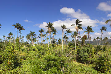 Private Negril Tour From Montego Bay