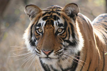 3-Day Ranthambhore Tiger Safari Tour from Jaipur to Agra and Delhi drop