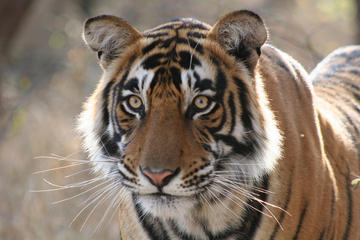 3-Day Ranthambhore Tiger Tour to Agra and Jaipur from Delhi by Train and Car