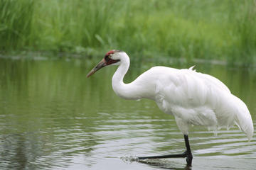 Full-Day Private Tour to Bharatpur from Agra