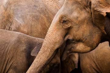 All Inclusive Minneriya Elephant Safari, Sigiriya & Dambulla Day Trip from Kandy