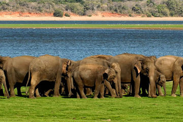 All Inclusive Minneriya Elephant Safari wth Sigiriya Lion Rock from Colombo