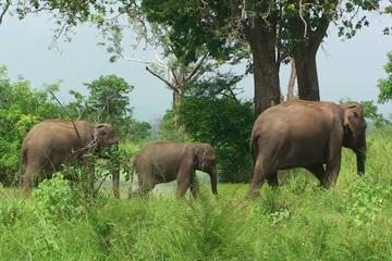 Udawalawe Safari with visits to Devundara Temple and Stilt Fishing Private Oneday Tour