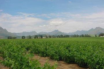 Devon Valley Bike Tour in Stellenbosch from Cape Town