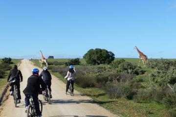 Safari Bike Tour from Cape Town