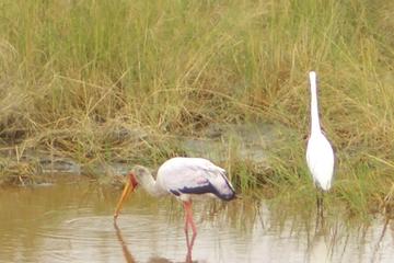 2-Night Amboseli Flying Safari From Nairobi