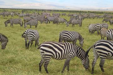 2-Night Masai Mara Safari from Mombasa