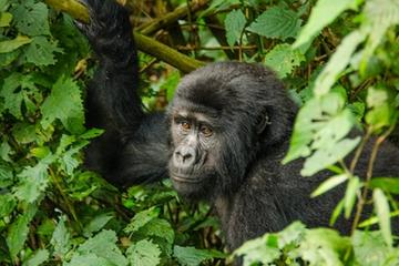 3 Day 2 Night Bwindi Gorillas Trek