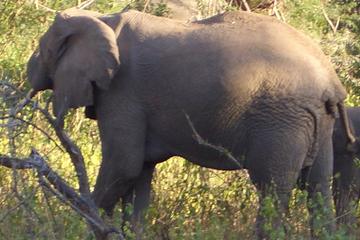 3-Night Safari from Nairobi: Lake Nakuru and Masai Mara